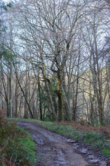 Camino de barro en bosque en invierno
