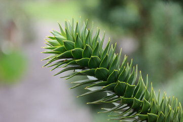 Planta suculenta en primer plano