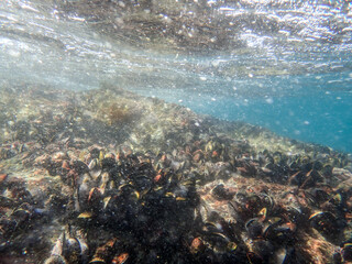 Mussels underwater on a rock on the sea shore, natural scene in mediterranean sea, Black mussels undersea, mussels on rocks undersea, group of common mussels together underwater, Mediterranean food.