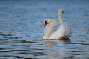 Naklejka premium Wild swans swim on the lake. Mute Swan Cygnus olor