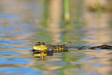 Obraz premium Green Marsh Frog Pelophylax ridibundus on a beautiful light. Close up