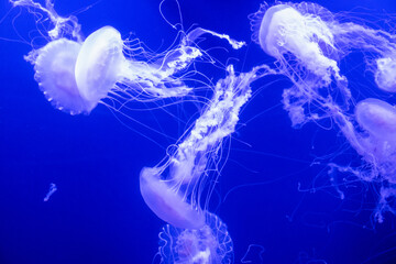 several jellyfish swimming in the ocean