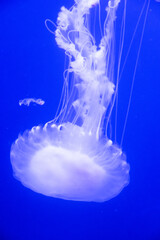 jellyfish swimming in the ocean
