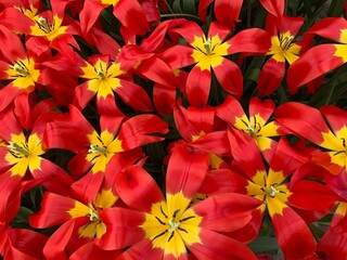 Fototapeta premium Flor