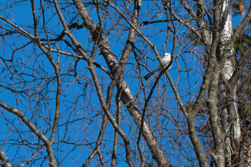 Long-tailed tit and tree branches in the Norwegian forest in midwinter