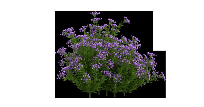 Schotti Flowers On Alpha Channel	
