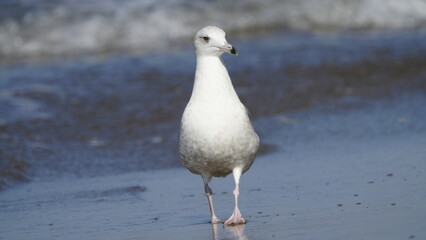 1. キアシセグロカモメの基本情報

    学名: Larus michahellis
    英名:...