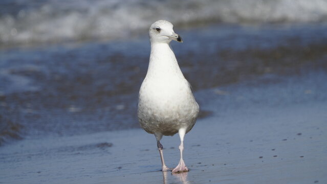 1. キアシセグロカモメの基本情報

    学名: Larus michahellis
    英名: Yellow-legged Gull
    分類: チドリ目カモメ科
    体長: 約55～67センチメートル
    翼開長: 約120～150センチメートル
    体重: 約750～1250グラム