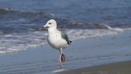 1. キアシセグロカモメの基本情報

    学名: Larus michahellis
    英名: Yellow-legged Gull
    分類: チドリ目カモメ科
    体長: 約55～67センチメートル
    翼開長: 約120～150センチメートル
    体重: 約750～1250グラム
