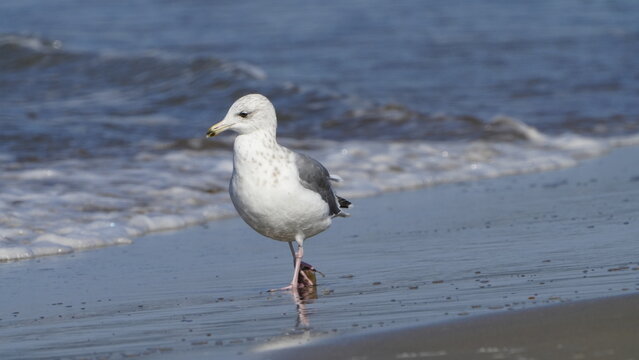 1. キアシセグロカモメの基本情報

    学名: Larus michahellis
    英名: Yellow-legged Gull
    分類: チドリ目カモメ科
    体長: 約55～67センチメートル
    翼開長: 約120～150センチメートル
    体重: 約750～1250グラム
