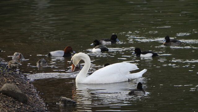 コブハクチョウの基本情報

    学名: Cygnus olor
    英名: Mute Swan
    分類: カモ目カモ科
    体長: 約125～160cm
    翼開長: 約200～240cm
    体重: 7～14kg
    分布: ヨーロッパ、アジア、日本（移入種）
    日本での観察時期: 一年中（一部地域では野生化）
