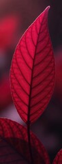 Dramatic Red Leaf with Vein Detail - Natural Texture Background. 