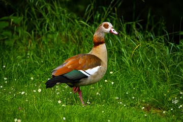 Egyptian goose in a meadow near a river