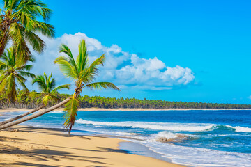 Fototapeta premium Tropical summer beach with coconut palm trees background. Paradise turquoise sea vacation background. Dominican Republic.