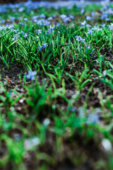 A field of small blue flowers (Siberian squill) blooming in spring, covering the dark soil with bright color. The blurred background emphasizes the density of the flowers.