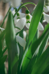 Obraz premium Delicate white snowdrop flowers with green stems emerging in early spring, symbolizing renewal and purity.