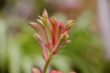 Kangaroo paws flower blooming up close