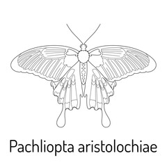 Black and white line drawing of Pachliopta aristolochiae, also known as the Common Rose butterfly. Detailed vector illustration for coloring books, educational materials, and artistic designs.
