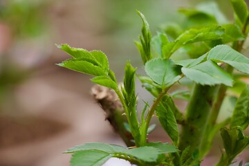 Rose bush growth leaves and stems