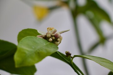Lemon Tree flower bloom Citrus 
