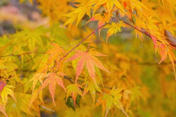 ひっそりときれいに色づいたモミジの紅葉