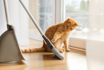 Funny ginger cat helping to clean floor and playing with broom while owner sweeping the floor in...