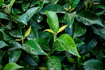 hojas verdes, hojas verdes dentro de la naturaleza.