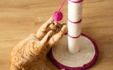 Ginger cat lying near scratching post and playing with it on floor, above view