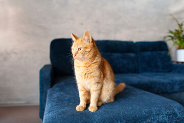 Red-haired cat sitting on blue sofa in the morning and looking aside at window, free space, living room interior