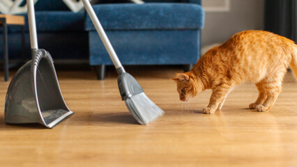 Funny ginger cat looking at floor while sweeping away wool with broom, side view