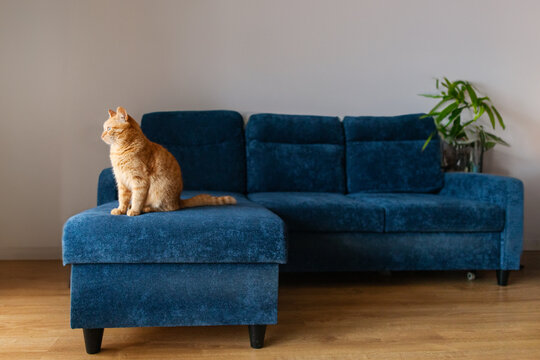 Ginger cat sitting on cozy blue sofa in minimalist living room, serious pet looking at window, free space