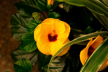 Naklejka premium Yellow hibiscus flower