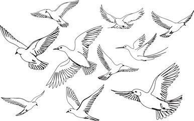 Birds in Flight Line Silhouettes