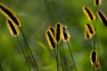逆光に輝くキンエノコログサ
