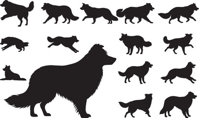 Border Collie Silhouette on White Background