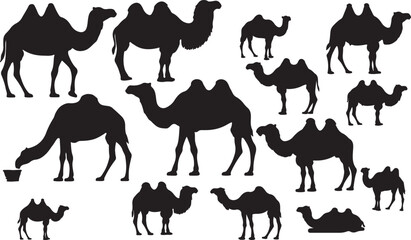 Camel Silhouette on White Background