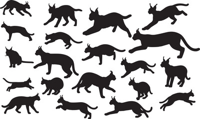 Caracal Silhouettes