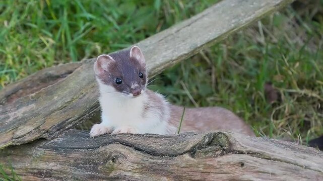 Partial Ermine Stoat
