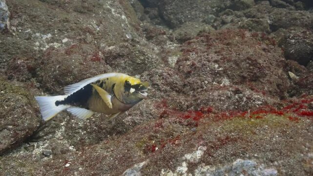 Female strigate parrotfish grazing on algae from a rocky reef habitat in slow motion
