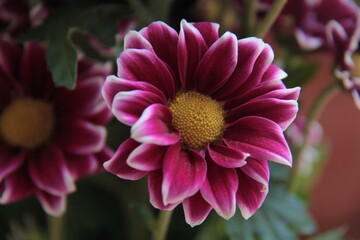Flores de color rosa intenso floreciendo en una maceta.