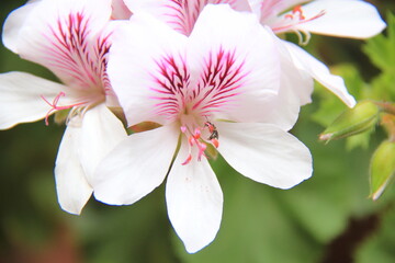Detalles de flores blancas de geranio en macetas.