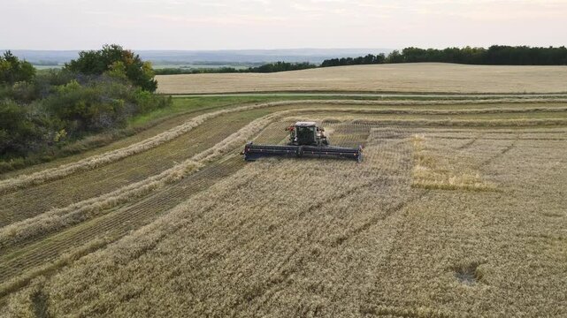 aerial video of a swather cutting wheat 