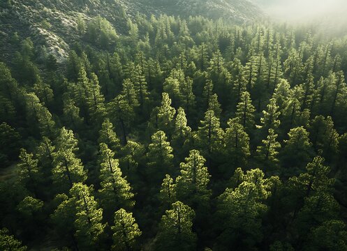 A forest of green pine trees in the misty mountains of California, with a light blue sky and lush green background