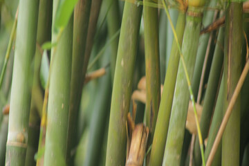 green bamboo tree in a garden. bamboo forest background	