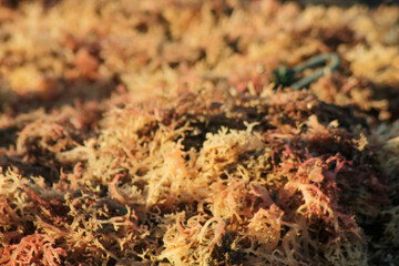dried seaweed, close-up shot of dried seaweed by the sea	
