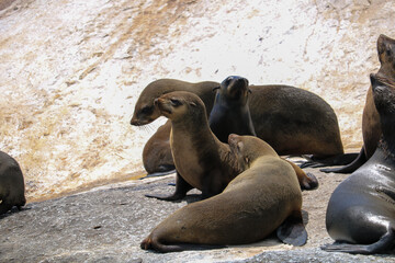 Fototapeta premium sea lion on the rocks