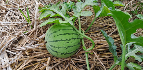 watermelon growing in the field. watermelon on plantation	
