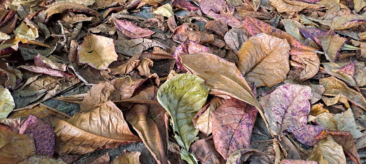 dry leaves from scattered teak trees	
