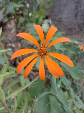 orange tiger lily