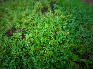 Pilea microphylla also known as katumpangan is a perennial plant native to Florida , Mexico , the...